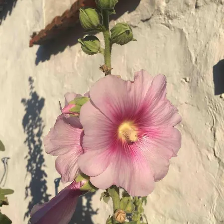 Maison 3 8 Couchages A Pied! Saint-Pierre-d'Oleron